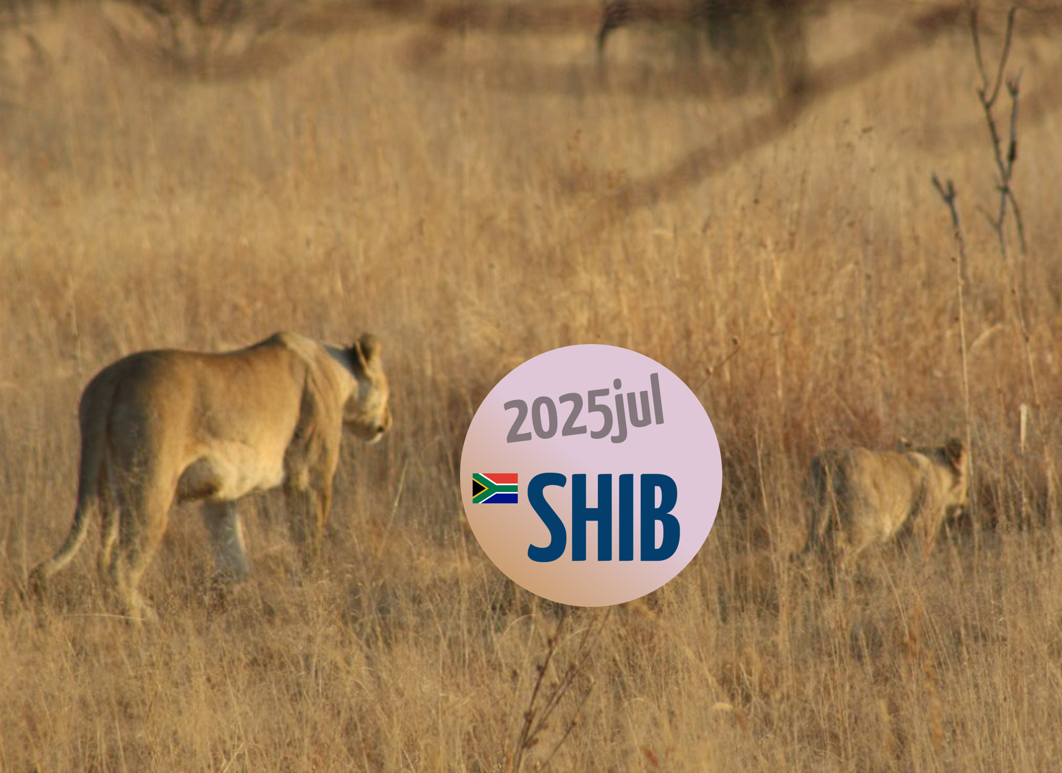Dieren op safari spotten, of toch onderweg?